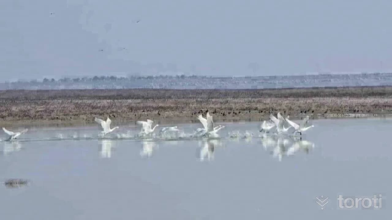 Yedikuğular Kuş Cenneti (Yedikur Baraj Gölü)