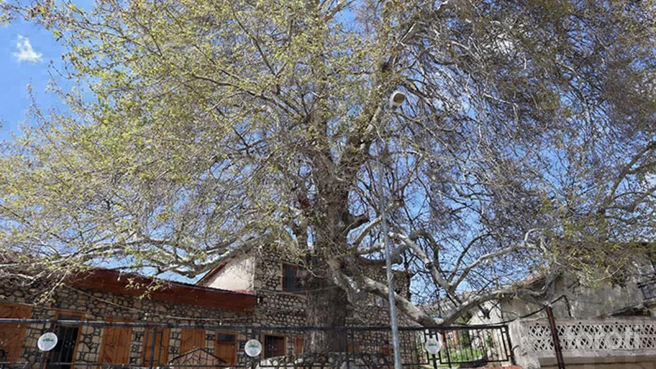 Ulu Çınar Anıt Ağaç