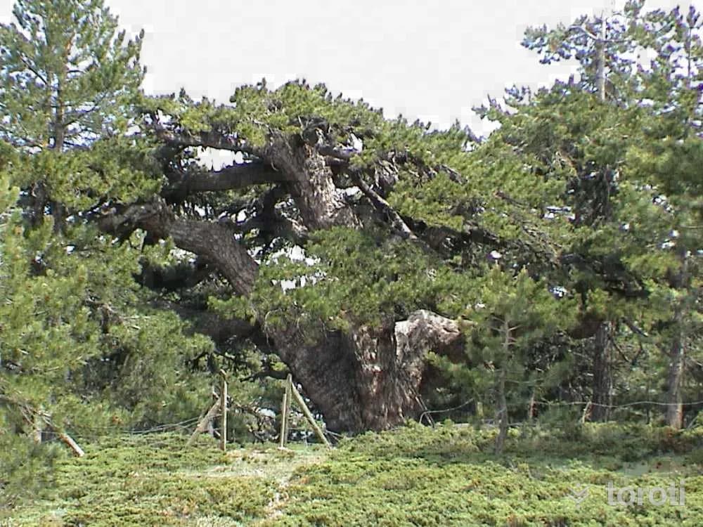 Tepedelen Anıt Ağacı