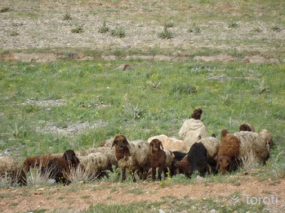 Karlık Yaylası