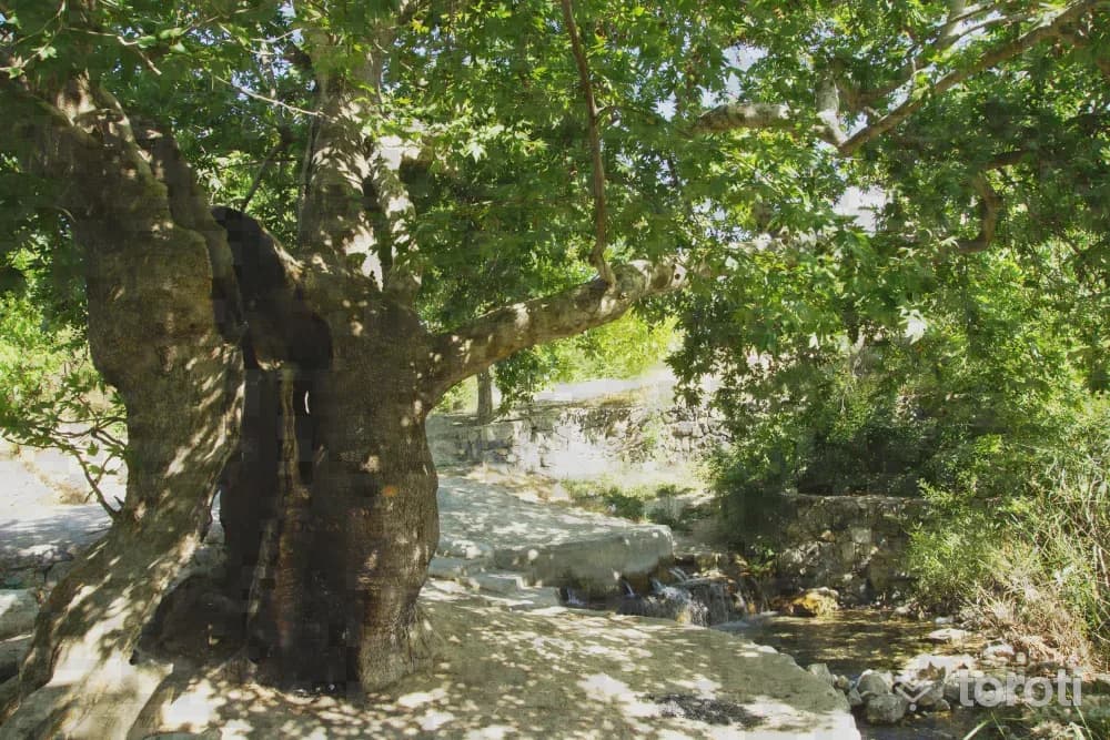 Orduzu Çınar Ağacı