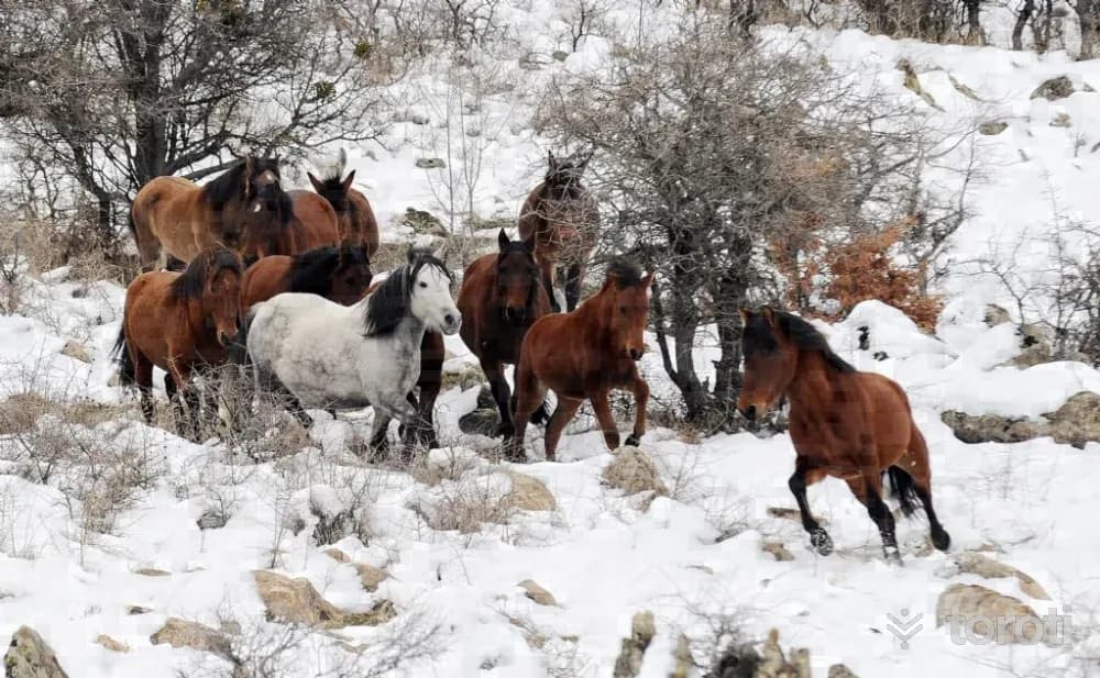 Yılki Atlari