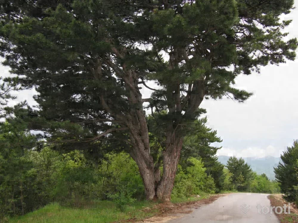Bolu Ormanlar, Anıt Ağaçlar, Endemik Bitkiler