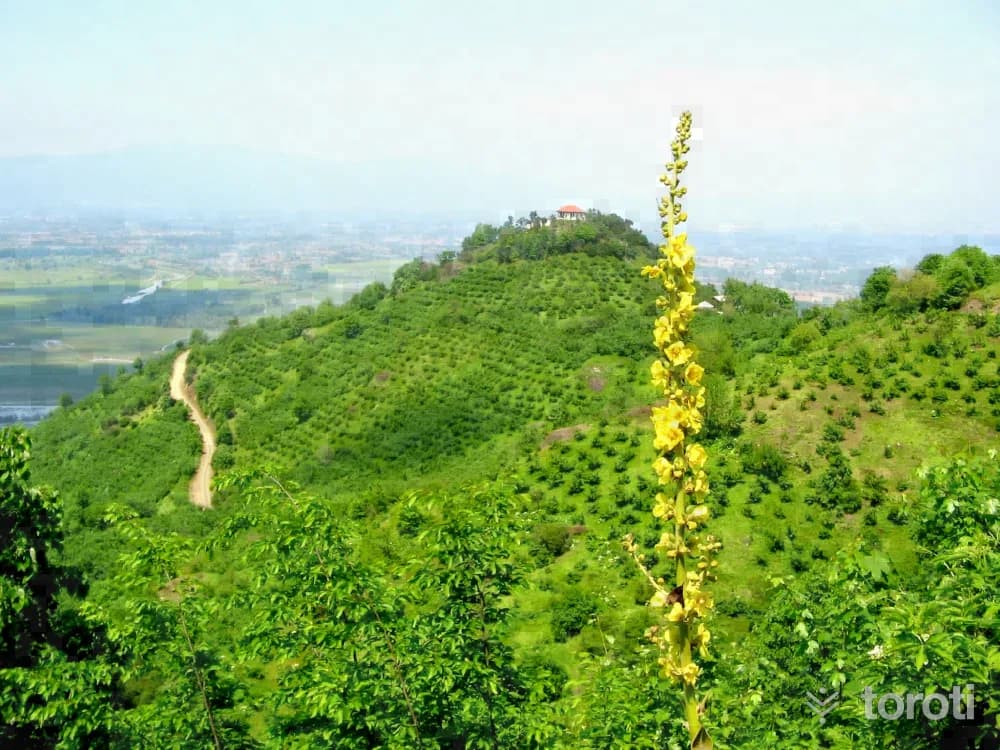Toptepe