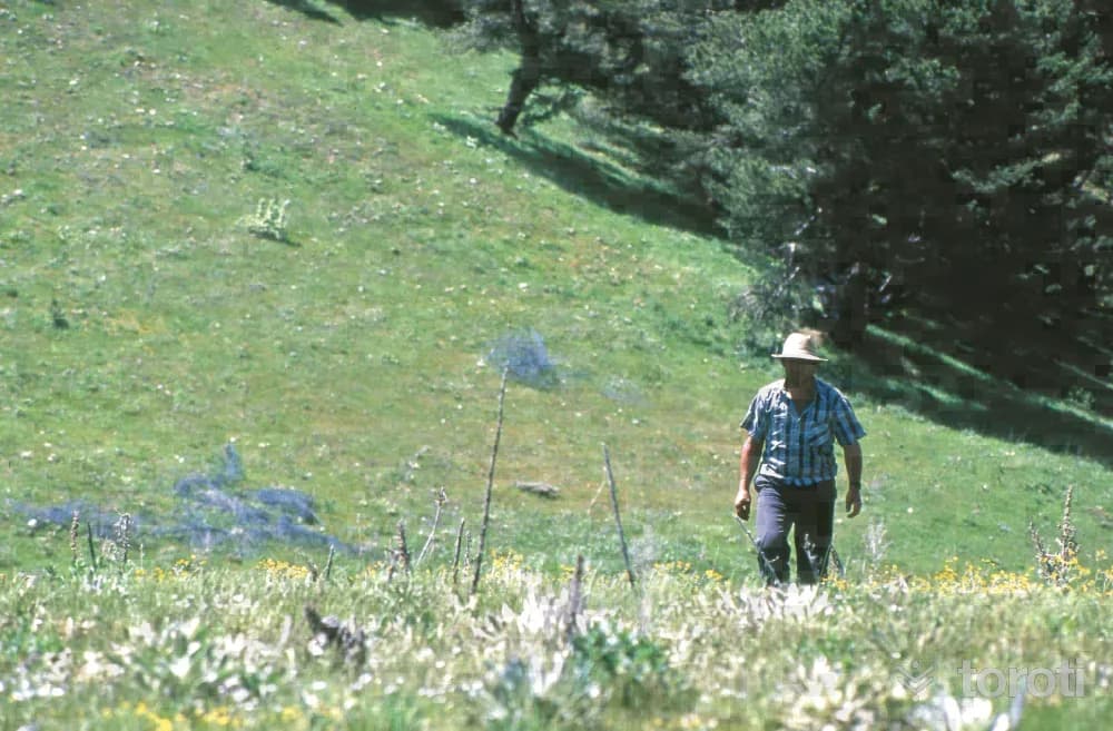 Bozok Yaylası
