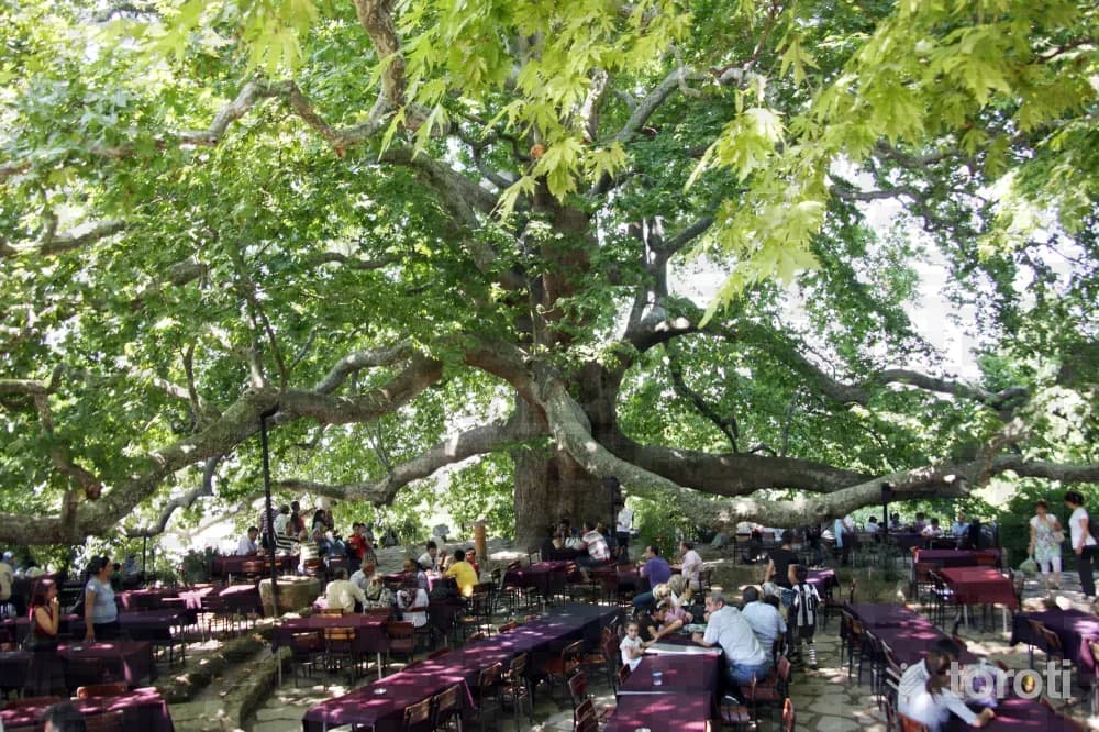 İnkaya Çinari