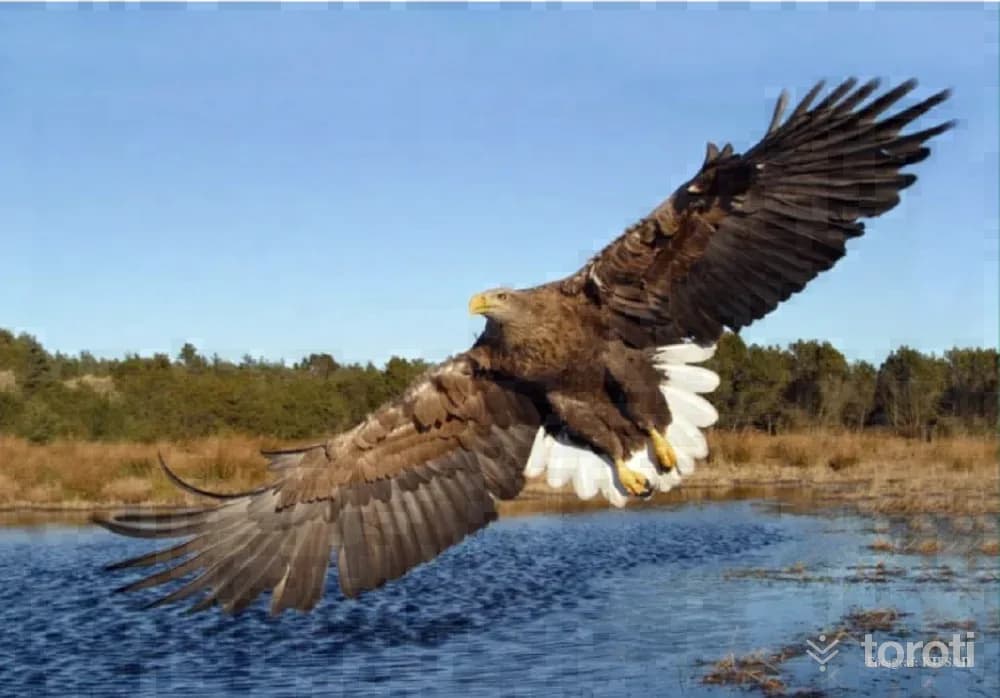 Kırklareli Doğa Fotoğrafçiliği (foto Safari)