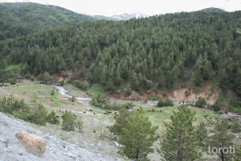 İmranli Koyunkaya Mesiresi