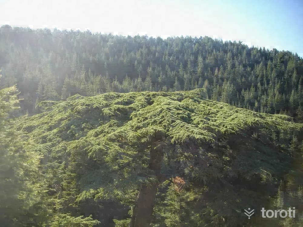 Yavşan Yaylası