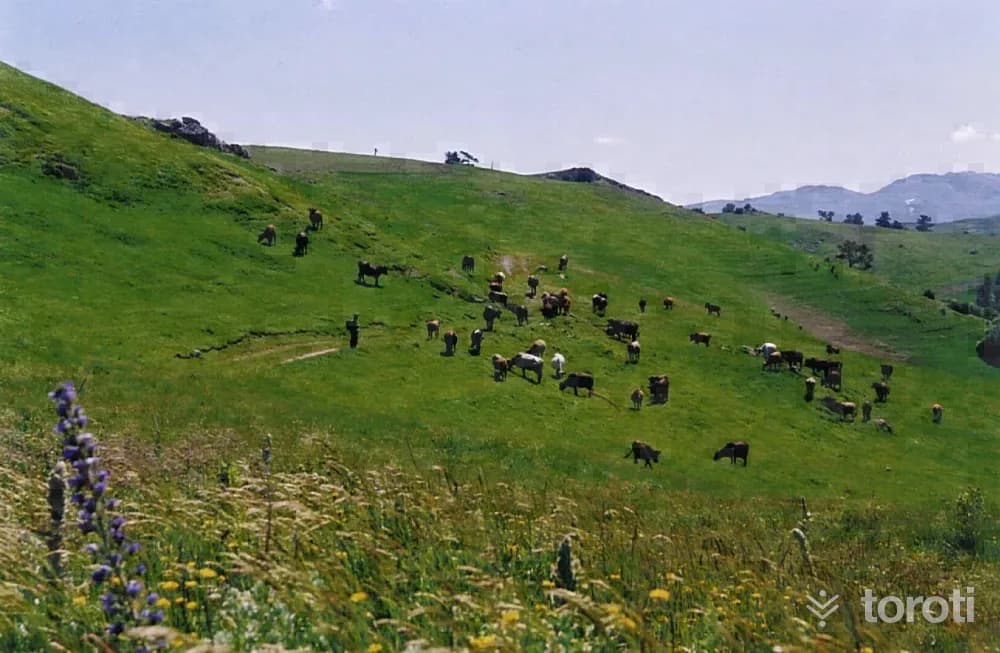 Almus Dumanli Yaylası