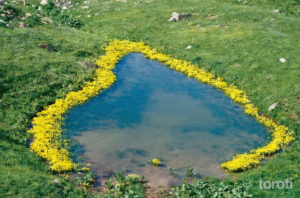 Arsiyan Yaylası Ve Gölleri