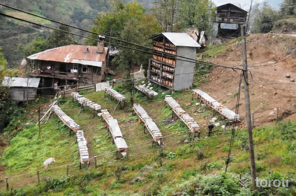 Camili Biyosfer Rezerv Alanı