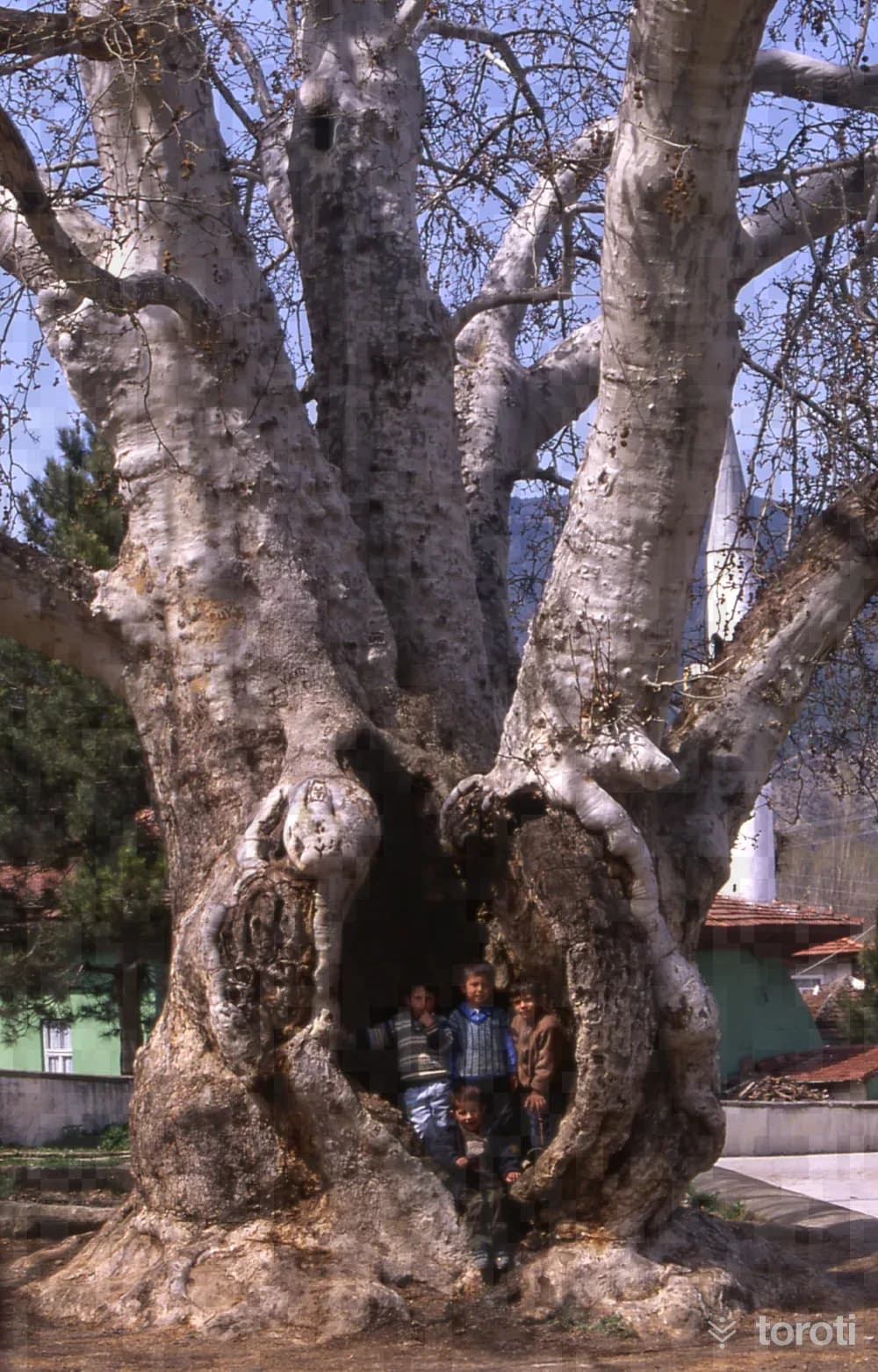 Çinar Ağaci