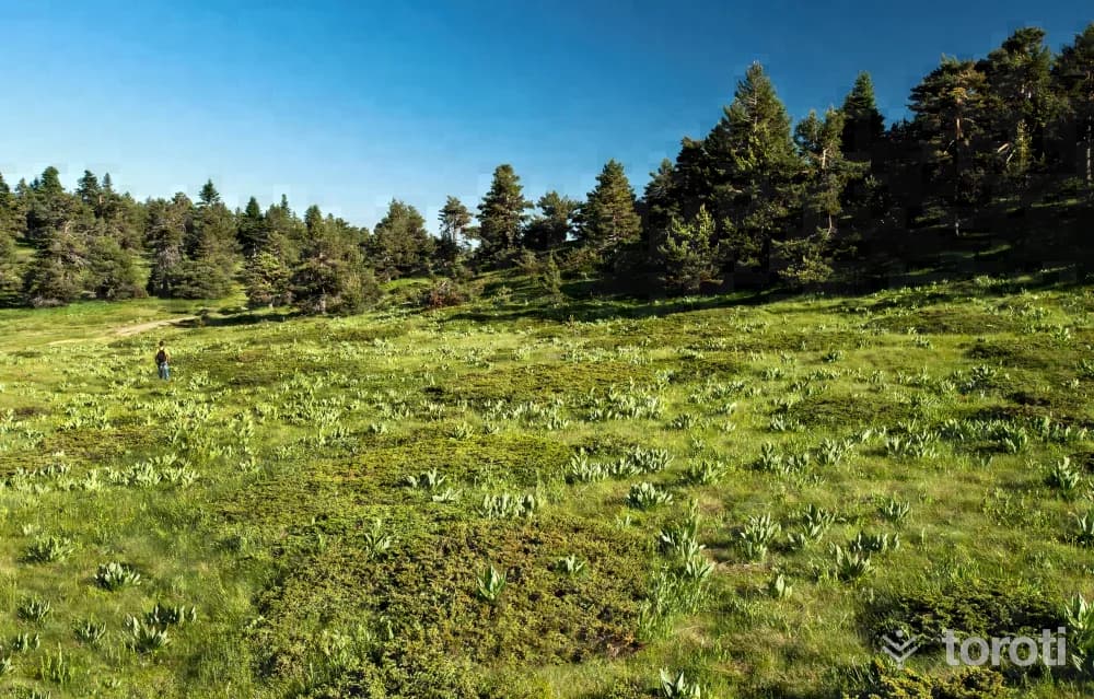 Çiçekli Yayla