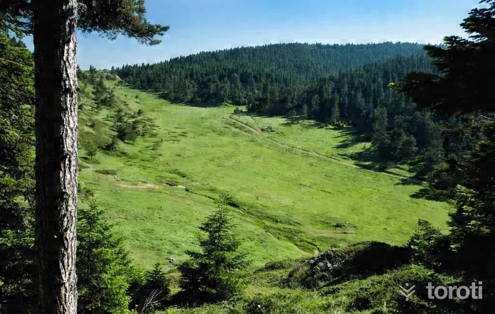 Kömürsu Yaylası