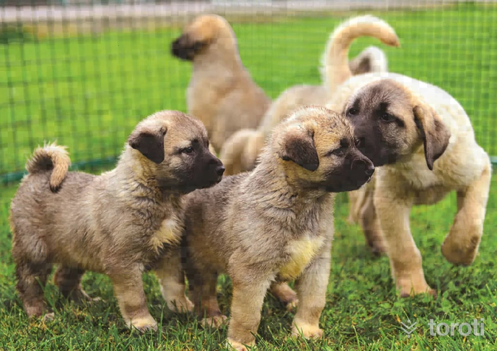 Kangal Köpeği Üretme Çiftliği