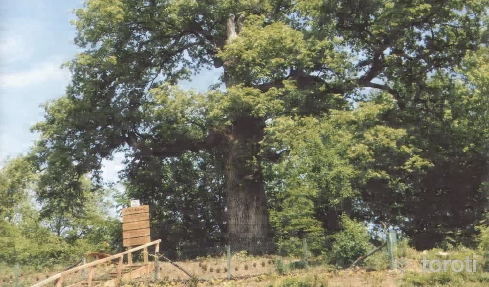 Gökçebey Anıt Ağacı