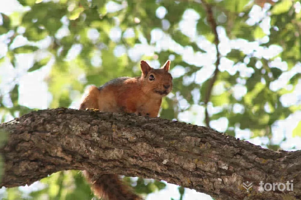 Fauna