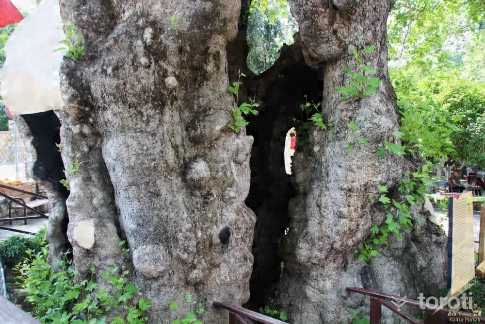Hidirbey Musa Ağaci