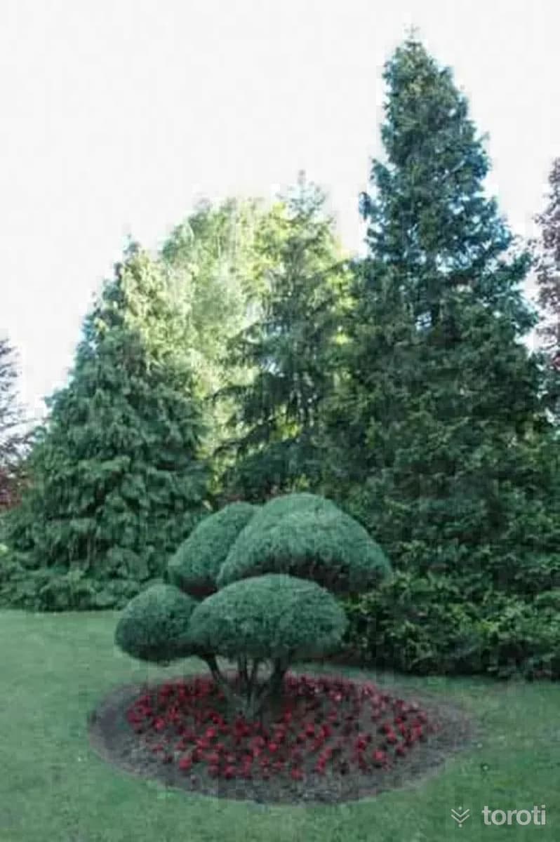 Karaca Arboretum Canli Ağaç Müzesi