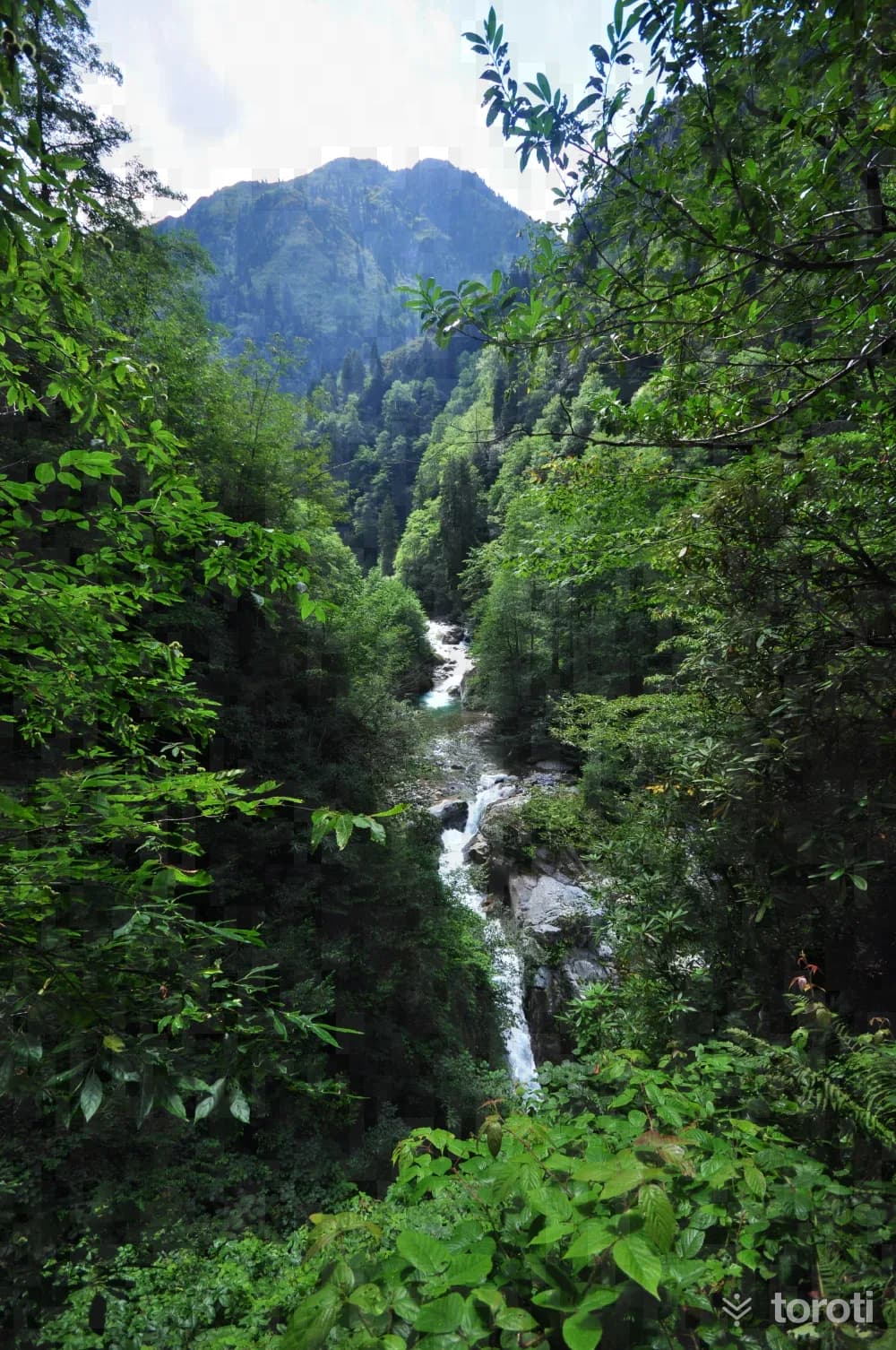 Gürcüdüzü Yaylası