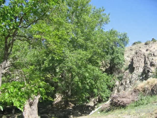 Anıt Çinar Ağaci