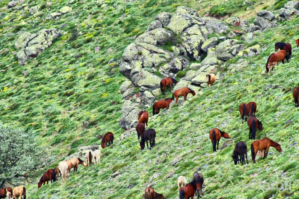 Karaman Karadağ Yaban Hayati