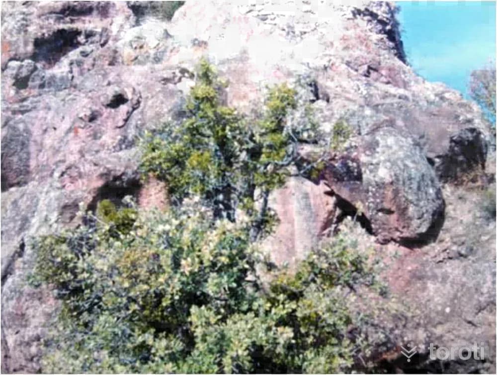 Meletios Kalesi / Mesudiye